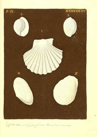 Reproducción/Reproduction 6096125593: Vergnügen der Augen und des Gemüths. v.2 atlas. [Nuremberg :1757