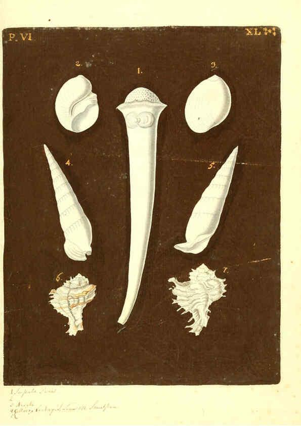 Reproducción/Reproduction 6096126227: Vergnügen der Augen und des Gemüths. v.2 atlas. [Nuremberg :1757