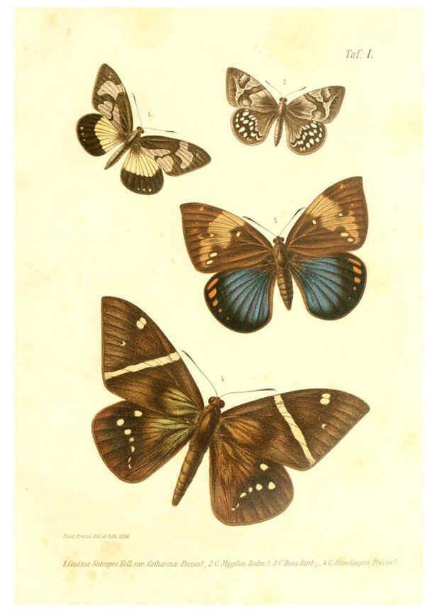 Reproducción/Reproduction 6096703434: Neue und seltene Arten des Lepidopteren-Genus Castnia Ludwigshafen a/Rhein :Im Selbstverlage des Herausgebers,1899