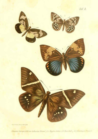 Reproducción/Reproduction 6096703434: Neue und seltene Arten des Lepidopteren-Genus Castnia Ludwigshafen a/Rhein :Im Selbstverlage des Herausgebers,1899