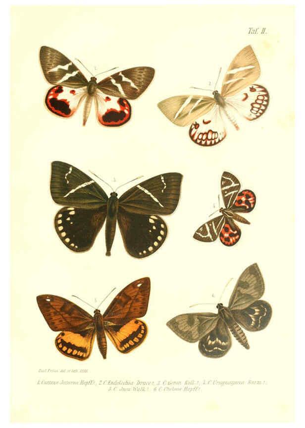 Reproducción/Reproduction 6096158963: Neue und seltene Arten des Lepidopteren-Genus Castnia Ludwigshafen a/Rhein :Im Selbstverlage des Herausgebers,1899