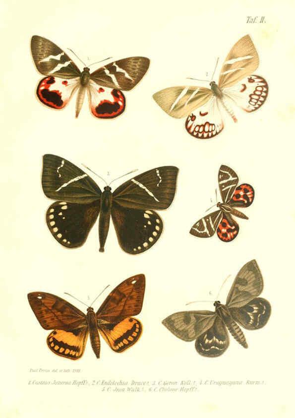 Reproducción/Reproduction 6096158963: Neue und seltene Arten des Lepidopteren-Genus Castnia Ludwigshafen a/Rhein :Im Selbstverlage des Herausgebers,1899