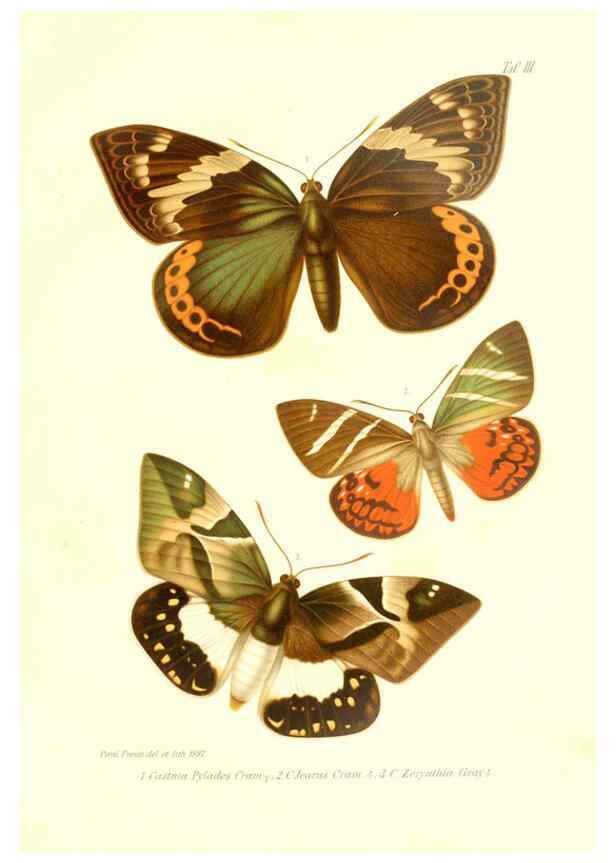 Reproducción/Reproduction 6096159145: Neue und seltene Arten des Lepidopteren-Genus Castnia Ludwigshafen a/Rhein :Im Selbstverlage des Herausgebers,1899