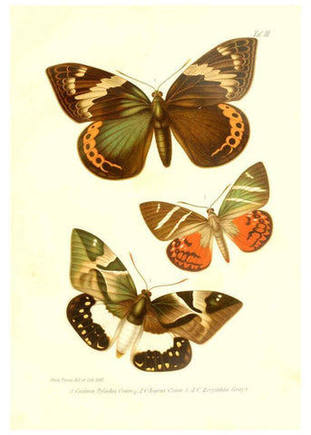 Reproducción/Reproduction 6096159145: Neue und seltene Arten des Lepidopteren-Genus Castnia Ludwigshafen a/Rhein :Im Selbstverlage des Herausgebers,1899