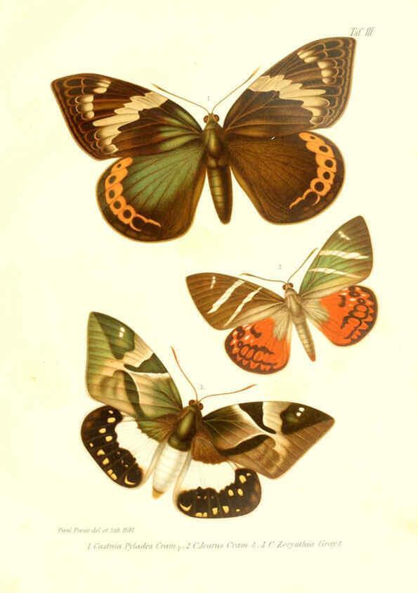 Reproducción/Reproduction 6096159145: Neue und seltene Arten des Lepidopteren-Genus Castnia Ludwigshafen a/Rhein :Im Selbstverlage des Herausgebers,1899