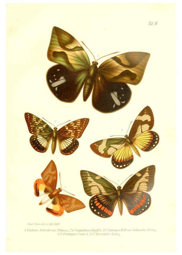 Reproducción/Reproduction 6096704180: Neue und seltene Arten des Lepidopteren-Genus Castnia Ludwigshafen a/Rhein :Im Selbstverlage des Herausgebers,1899