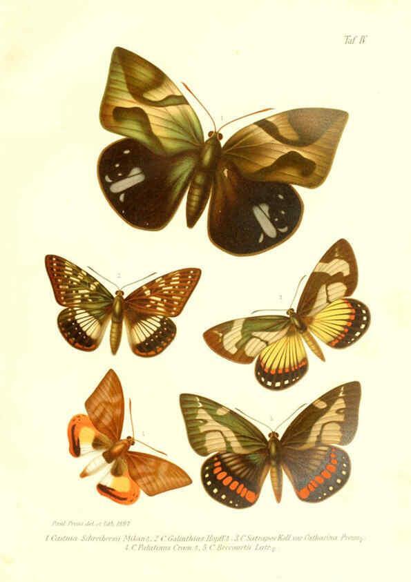 Reproducción/Reproduction 6096704180: Neue und seltene Arten des Lepidopteren-Genus Castnia Ludwigshafen a/Rhein :Im Selbstverlage des Herausgebers,1899