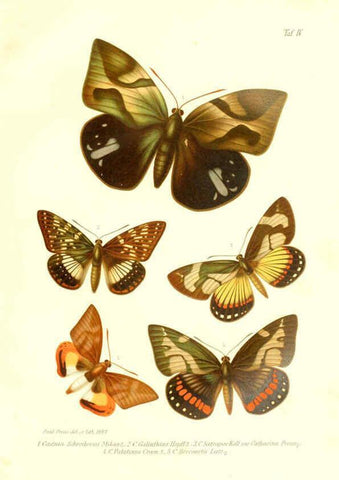 Reproducción/Reproduction 6096704180: Neue und seltene Arten des Lepidopteren-Genus Castnia Ludwigshafen a/Rhein :Im Selbstverlage des Herausgebers,1899