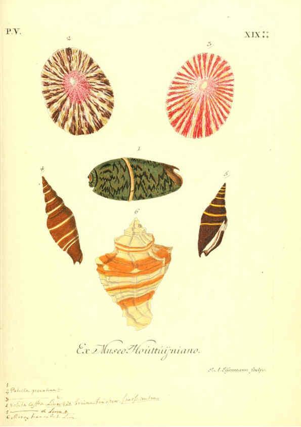Reproducción/Reproduction 6096110895: Vergnügen der Augen und des Gemüths. v.2 atlas. [Nuremberg :1757