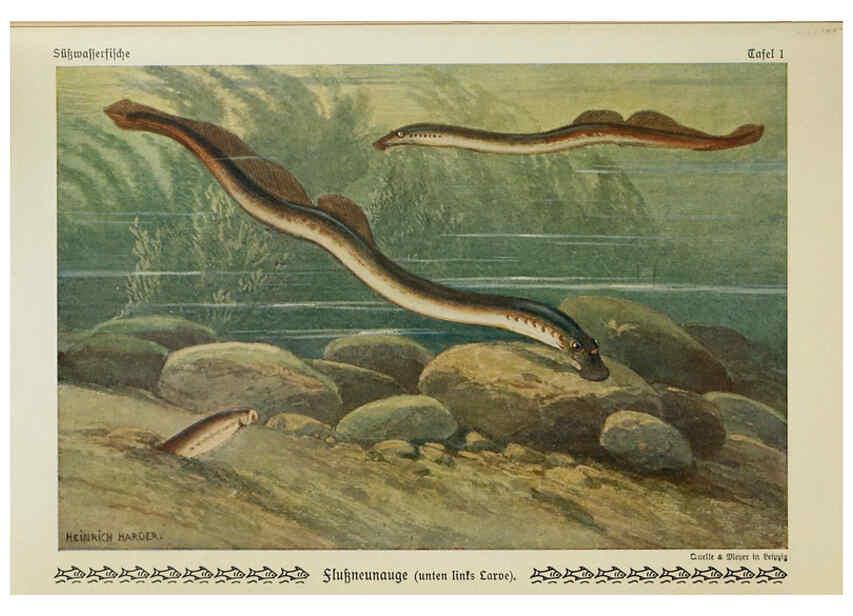 Reproducción/Reproduction 6103140442: Unsere Süßwasserfische Leipzig :Quelle & Meyer,1913