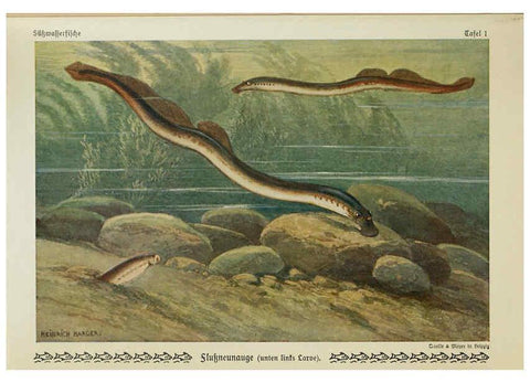 Reproducción/Reproduction 6103140442: Unsere Süßwasserfische Leipzig :Quelle & Meyer,1913