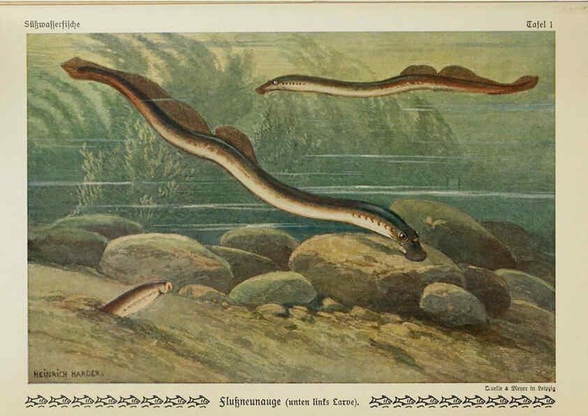 Reproducción/Reproduction 6103140442: Unsere Süßwasserfische Leipzig :Quelle & Meyer,1913
