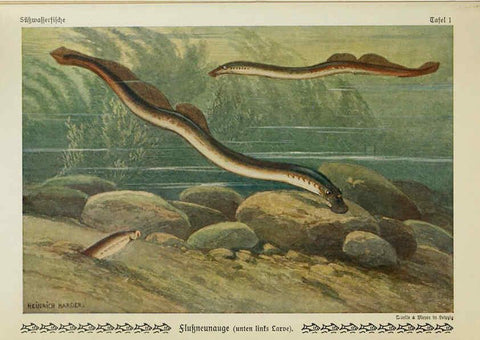Reproducción/Reproduction 6103140442: Unsere Süßwasserfische Leipzig :Quelle & Meyer,1913