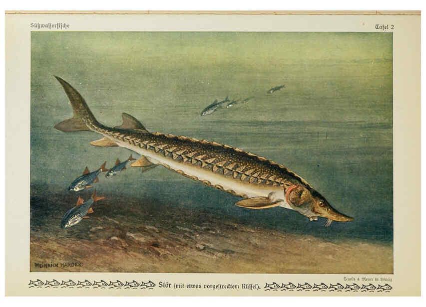 Reproducción/Reproduction 6102595439: Unsere Süßwasserfische Leipzig :Quelle & Meyer,1913