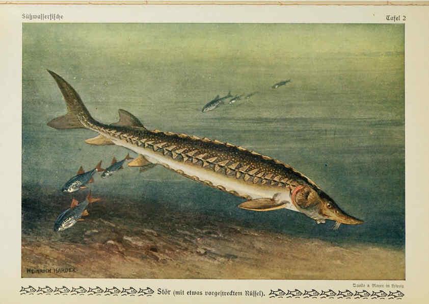 Reproducción/Reproduction 6102595439: Unsere Süßwasserfische Leipzig :Quelle & Meyer,1913