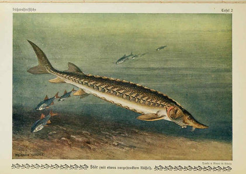 Reproducción/Reproduction 6102595439: Unsere Süßwasserfische Leipzig :Quelle & Meyer,1913
