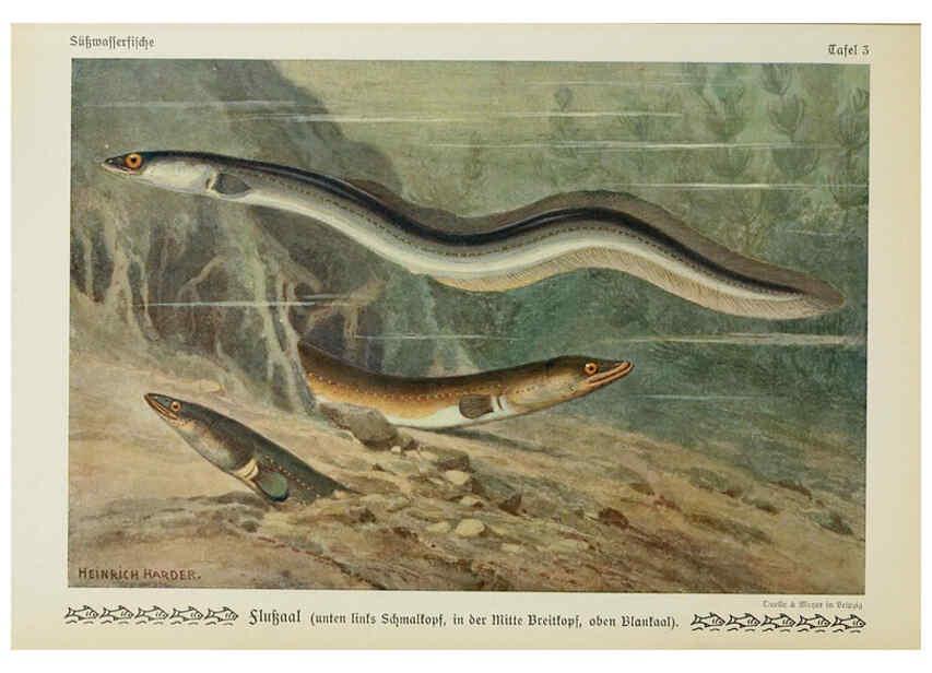 Reproducción/Reproduction 6102595619: Unsere Süßwasserfische Leipzig :Quelle & Meyer,1913