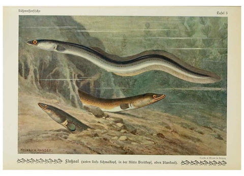 Reproducción/Reproduction 6102595619: Unsere Süßwasserfische Leipzig :Quelle & Meyer,1913