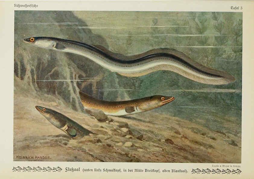 Reproducción/Reproduction 6102595619: Unsere Süßwasserfische Leipzig :Quelle & Meyer,1913