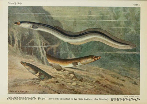 Reproducción/Reproduction 6102595619: Unsere Süßwasserfische Leipzig :Quelle & Meyer,1913
