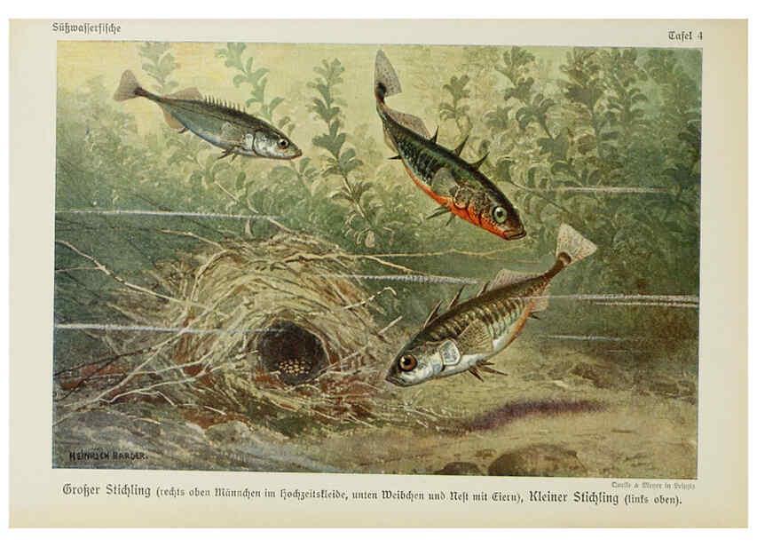 Reproducción/Reproduction 6102595905: Unsere Süßwasserfische Leipzig :Quelle & Meyer,1913