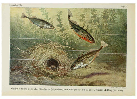 Reproducción/Reproduction 6102595905: Unsere Süßwasserfische Leipzig :Quelle & Meyer,1913