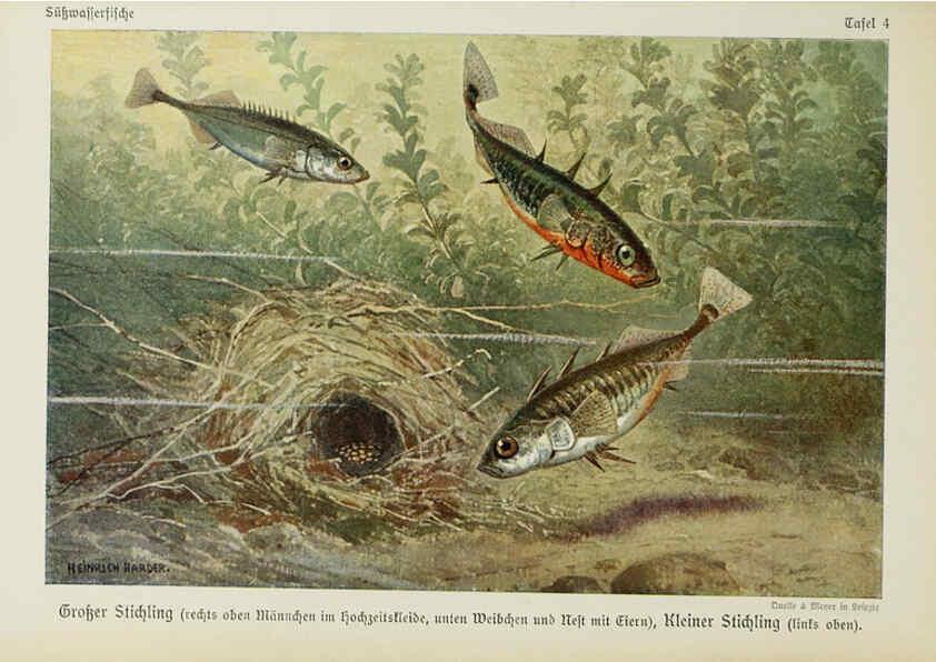 Reproducción/Reproduction 6102595905: Unsere Süßwasserfische Leipzig :Quelle & Meyer,1913