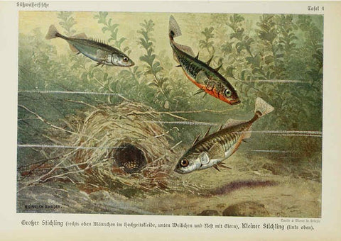 Reproducción/Reproduction 6102595905: Unsere Süßwasserfische Leipzig :Quelle & Meyer,1913
