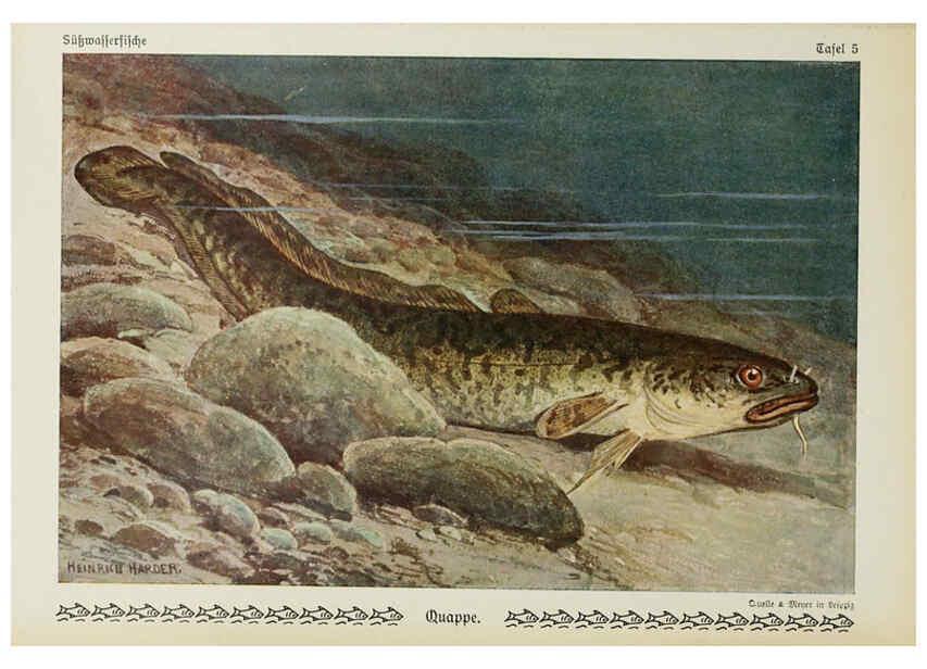 Reproducción/Reproduction 6103141396: Unsere Süßwasserfische Leipzig :Quelle & Meyer,1913