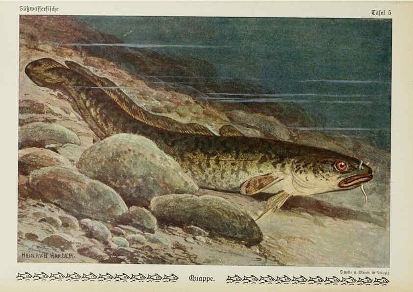 Reproducción/Reproduction 6103141396: Unsere Süßwasserfische Leipzig :Quelle & Meyer,1913