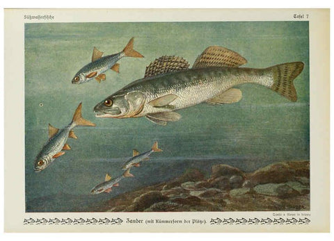Reproducción/Reproduction 6102596637: Unsere Süßwasserfische Leipzig :Quelle & Meyer,1913
