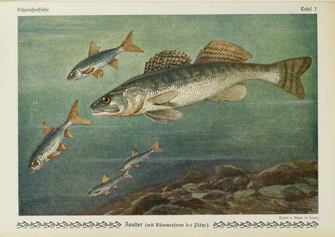 Reproducción/Reproduction 6102596637: Unsere Süßwasserfische Leipzig :Quelle & Meyer,1913