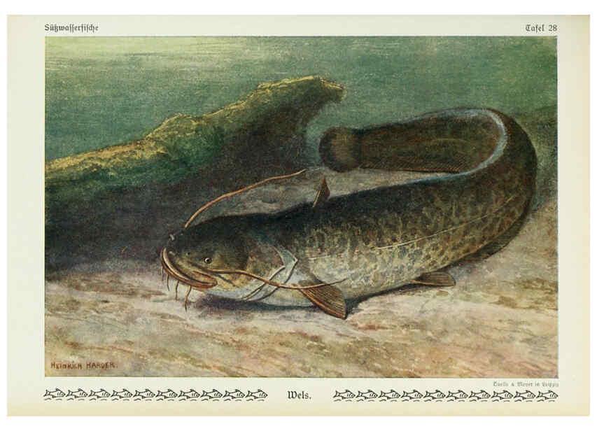 Reproducción/Reproduction 6103147012: Unsere Süßwasserfische Leipzig :Quelle & Meyer,1913