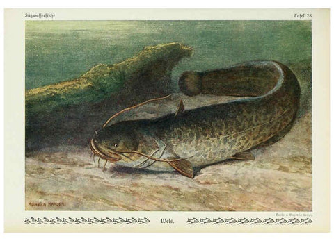 Reproducción/Reproduction 6103147012: Unsere Süßwasserfische Leipzig :Quelle & Meyer,1913