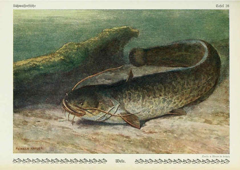 Reproducción/Reproduction 6103147012: Unsere Süßwasserfische Leipzig :Quelle & Meyer,1913