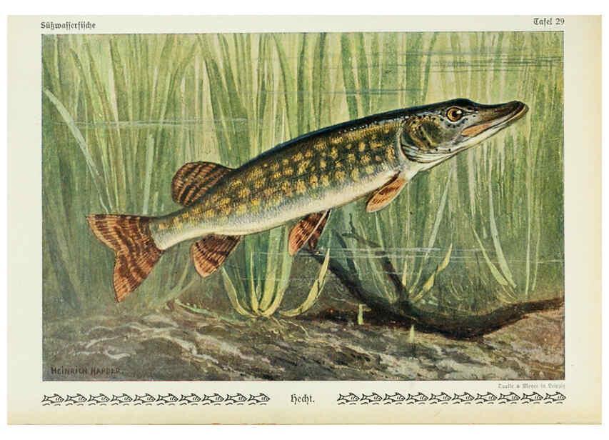 Reproducción/Reproduction 6103147244: Unsere Süßwasserfische Leipzig :Quelle & Meyer,1913
