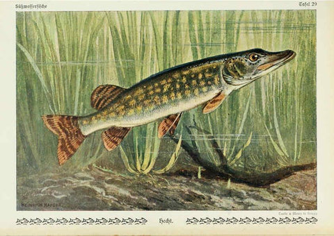 Reproducción/Reproduction 6103147244: Unsere Süßwasserfische Leipzig :Quelle & Meyer,1913