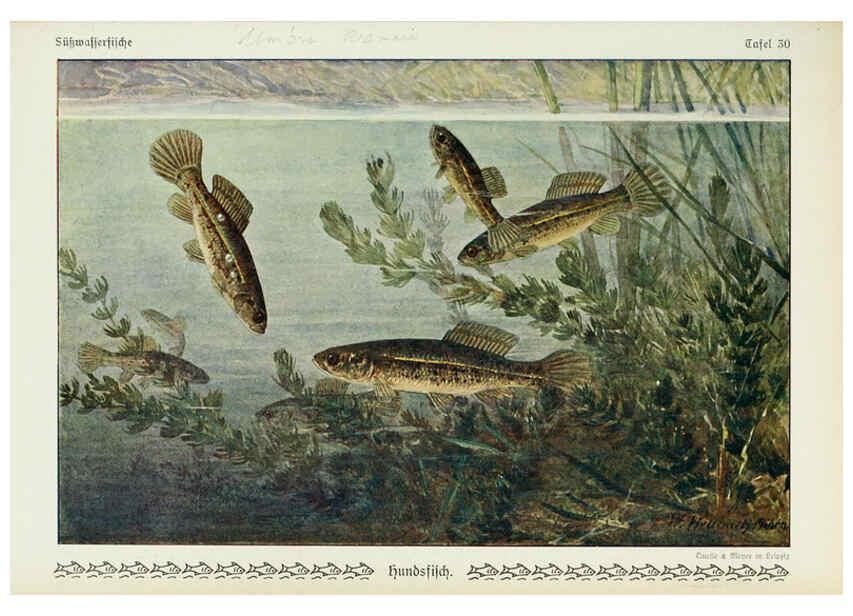 Reproducción/Reproduction 6102602161: Unsere Süßwasserfische Leipzig :Quelle & Meyer,1913