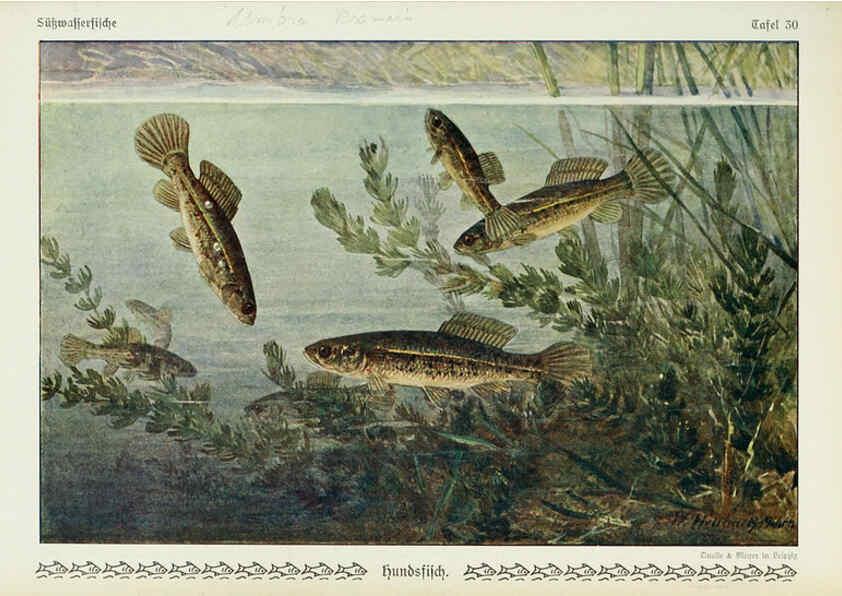 Reproducción/Reproduction 6102602161: Unsere Süßwasserfische Leipzig :Quelle & Meyer,1913