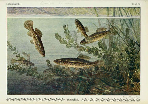 Reproducción/Reproduction 6102602161: Unsere Süßwasserfische Leipzig :Quelle & Meyer,1913