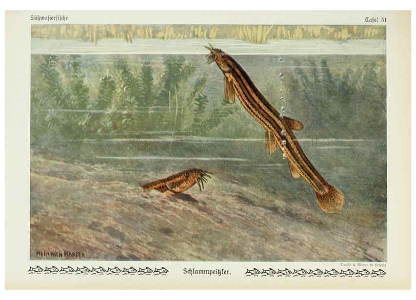 Reproducción/Reproduction 6102602321: Unsere Süßwasserfische Leipzig :Quelle & Meyer,1913