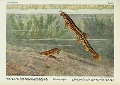 Reproducción/Reproduction 6102602321: Unsere Süßwasserfische Leipzig :Quelle & Meyer,1913
