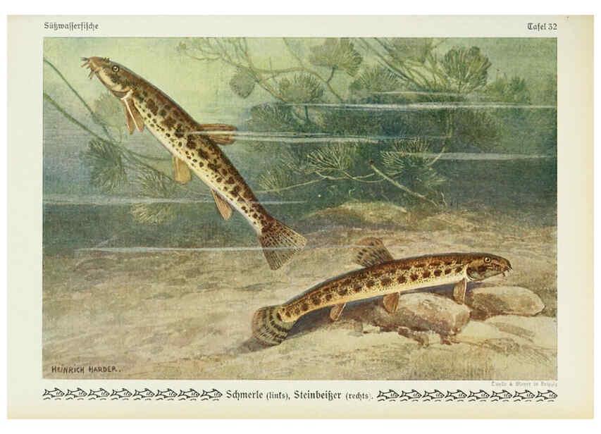 Reproducción/Reproduction 6102602545: Unsere Süßwasserfische Leipzig :Quelle & Meyer,1913