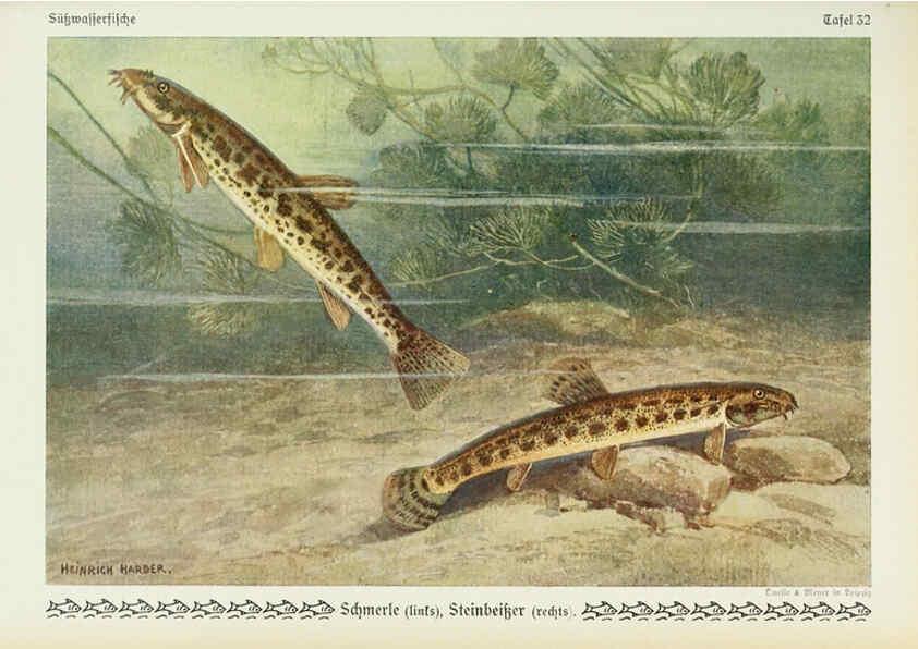 Reproducción/Reproduction 6102602545: Unsere Süßwasserfische Leipzig :Quelle & Meyer,1913