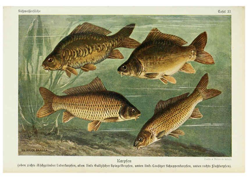 Reproducción/Reproduction 6102602781: Unsere Süßwasserfische Leipzig :Quelle & Meyer,1913