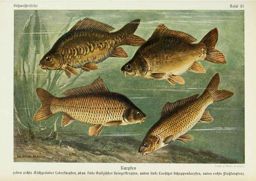 Reproducción/Reproduction 6102602781: Unsere Süßwasserfische Leipzig :Quelle & Meyer,1913