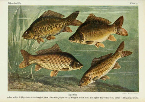 Reproducción/Reproduction 6102602781: Unsere Süßwasserfische Leipzig :Quelle & Meyer,1913