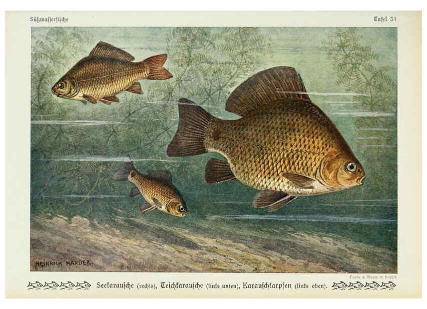 Reproducción/Reproduction 6102603043: Unsere Süßwasserfische Leipzig :Quelle & Meyer,1913