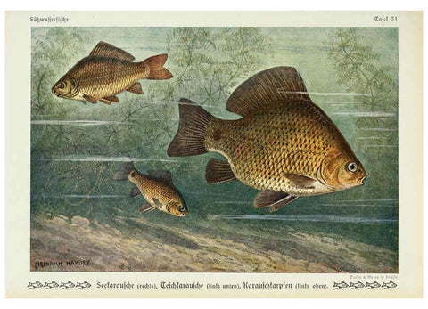 Reproducción/Reproduction 6102603043: Unsere Süßwasserfische Leipzig :Quelle & Meyer,1913