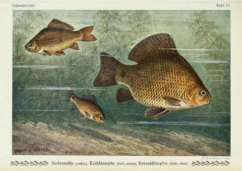 Reproducción/Reproduction 6102603043: Unsere Süßwasserfische Leipzig :Quelle & Meyer,1913
